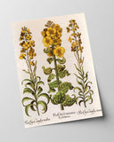 Flos Cheyri maximus Eystettensis