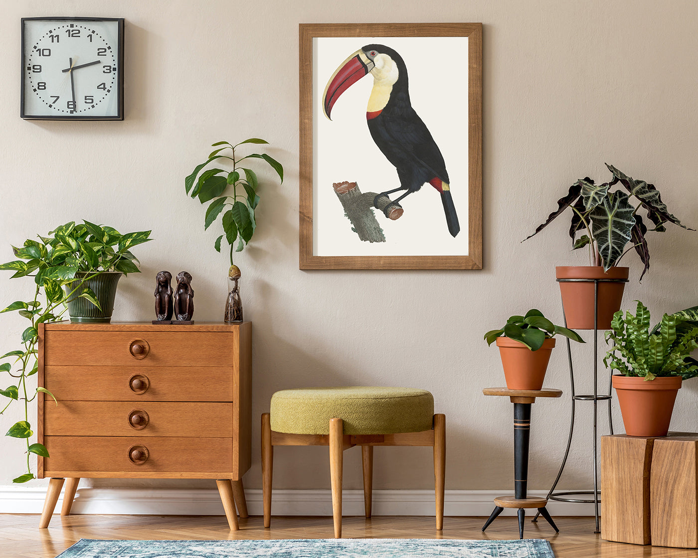 François Levaillant - Tukan Vogel