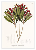 Augusta Attenuata - Pflanze mit roten Blüten