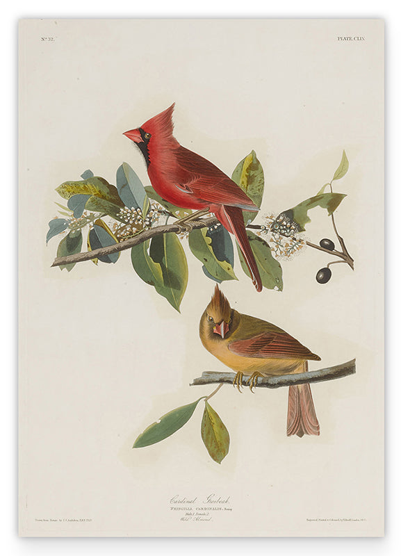 John James Audubon - Bunte Vögel auf Ästen Hover Image
