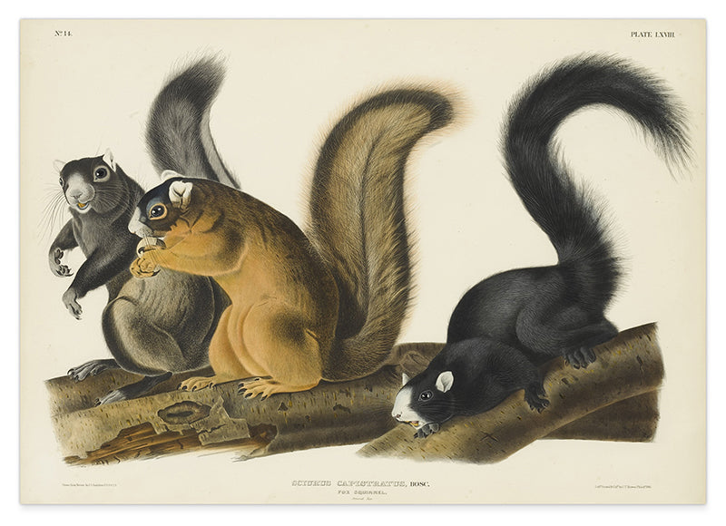 John James Audubon - Eichhörnchen