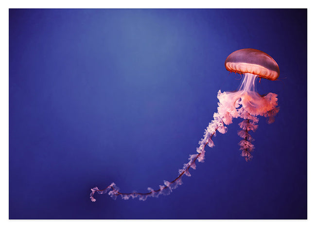 Qualle im Ozean Hover Image