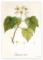 Sparrmannia Africana - Kapländische Zimmerlinde