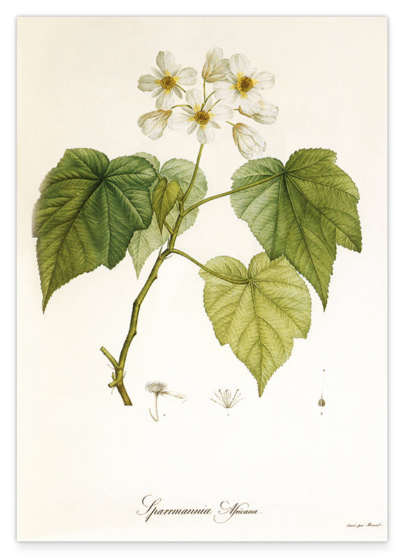 Sparrmannia Africana - Kapländische Zimmerlinde