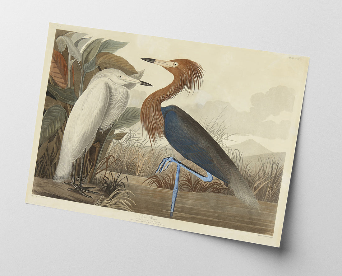 John James Audubon - Zwei Vögel am See