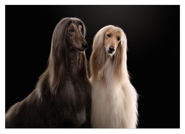 Afghanen-Windhunde Hover Image