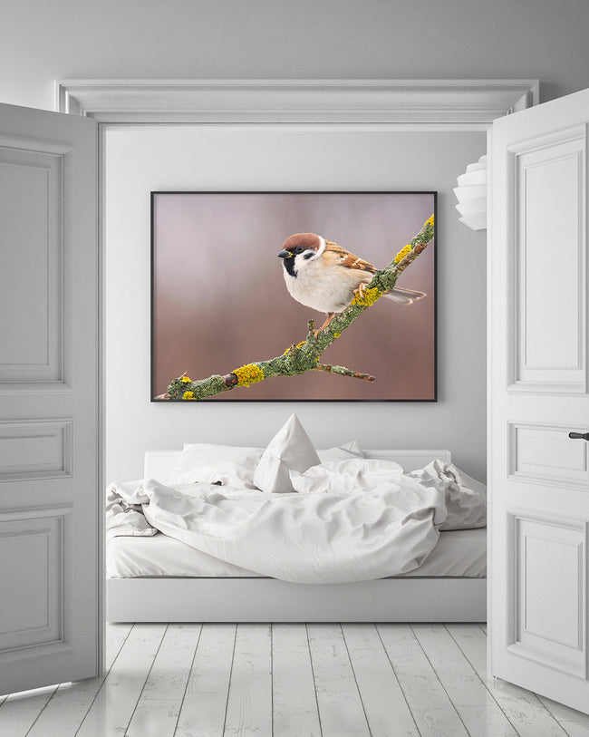 Süßer Spatz Main Image