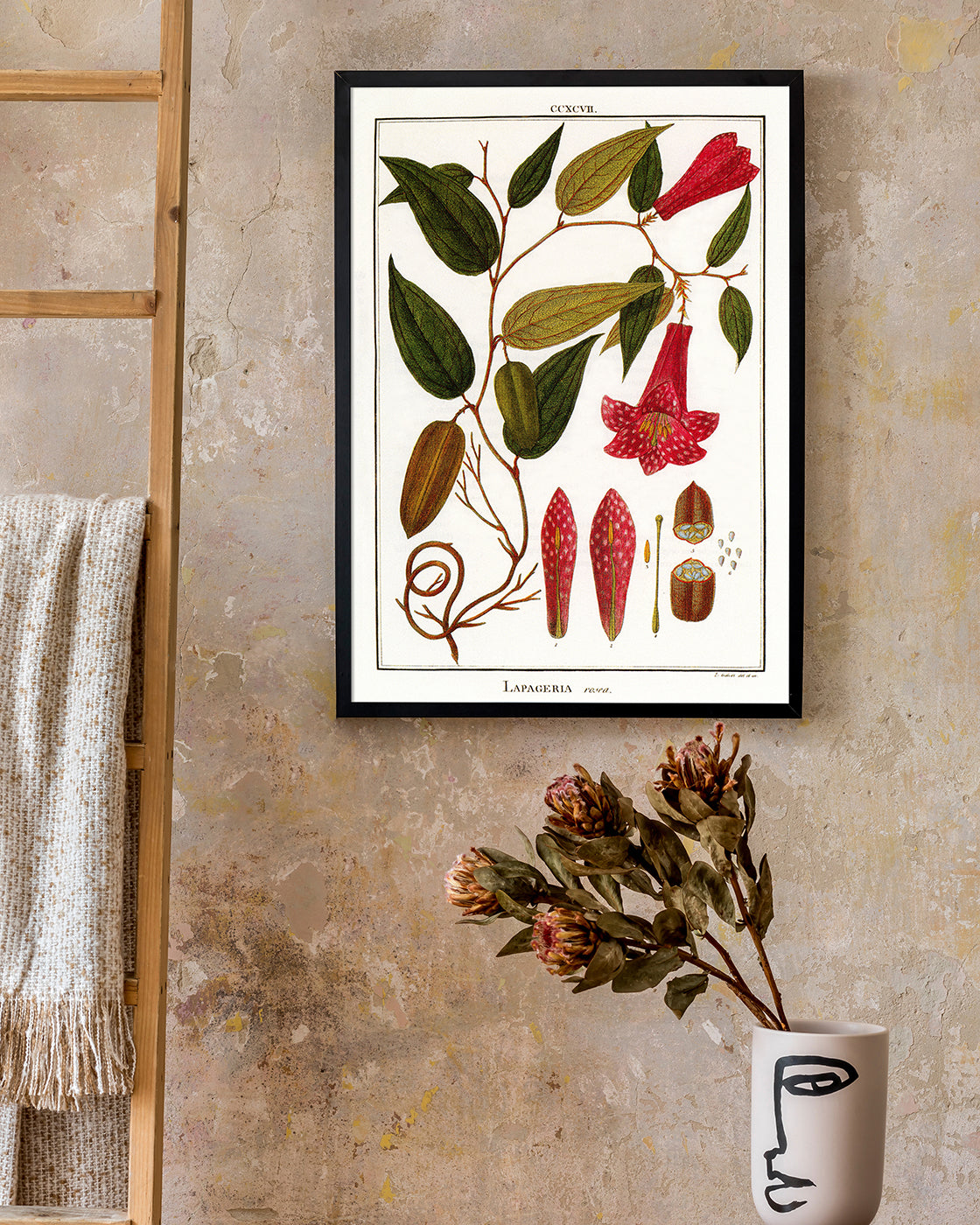 Lapageria Rosea - Chilenische Glockenblume