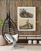 John James Audubon - Kaninchen in der Wildnis