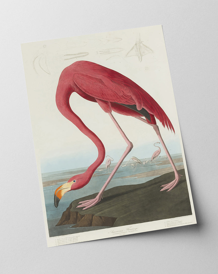John James Audubon - Flamingo am Wasser II