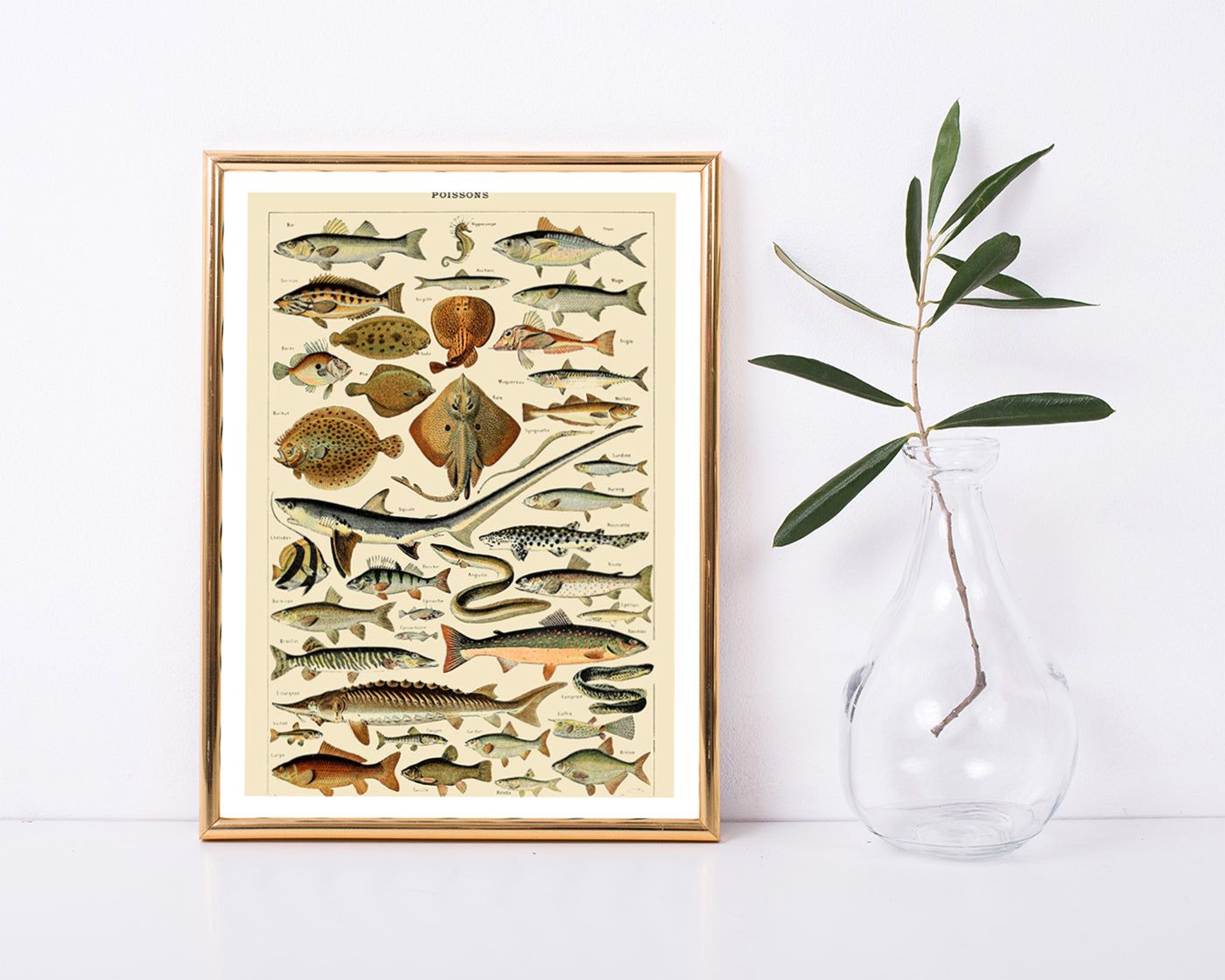 Adolphe Philippe Millot - Fische