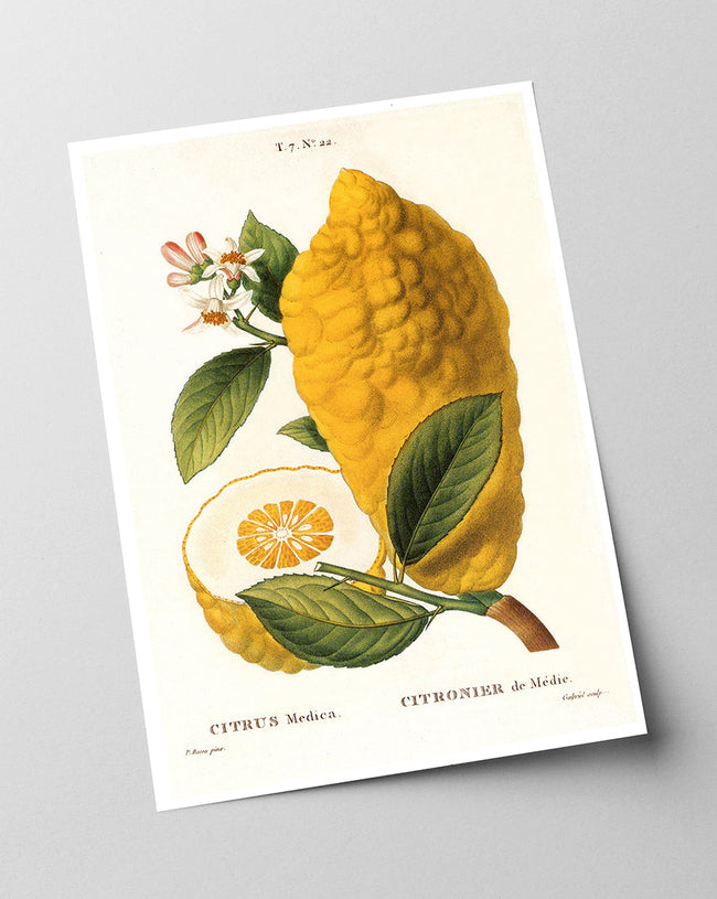 Citrus Medica - Zitrone am Zweig Main Image