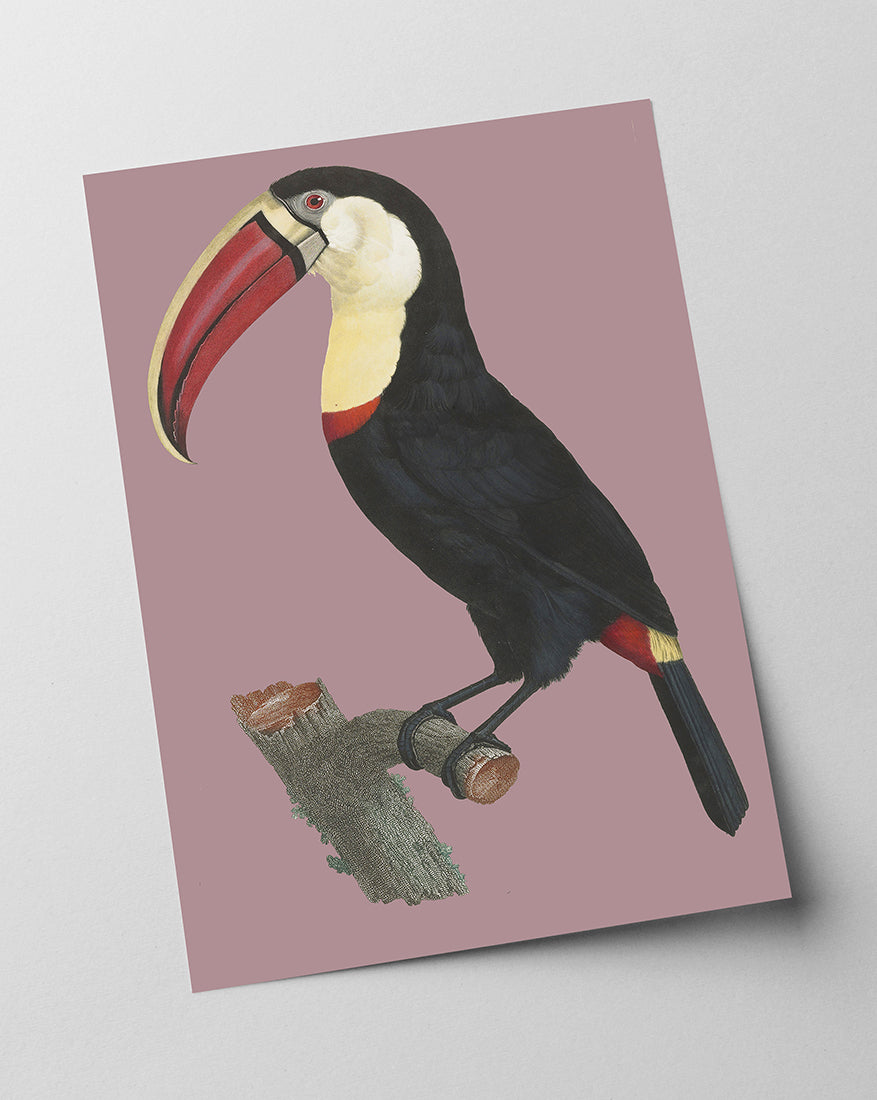 François Levaillant - Tukan auf lila Hintergrund