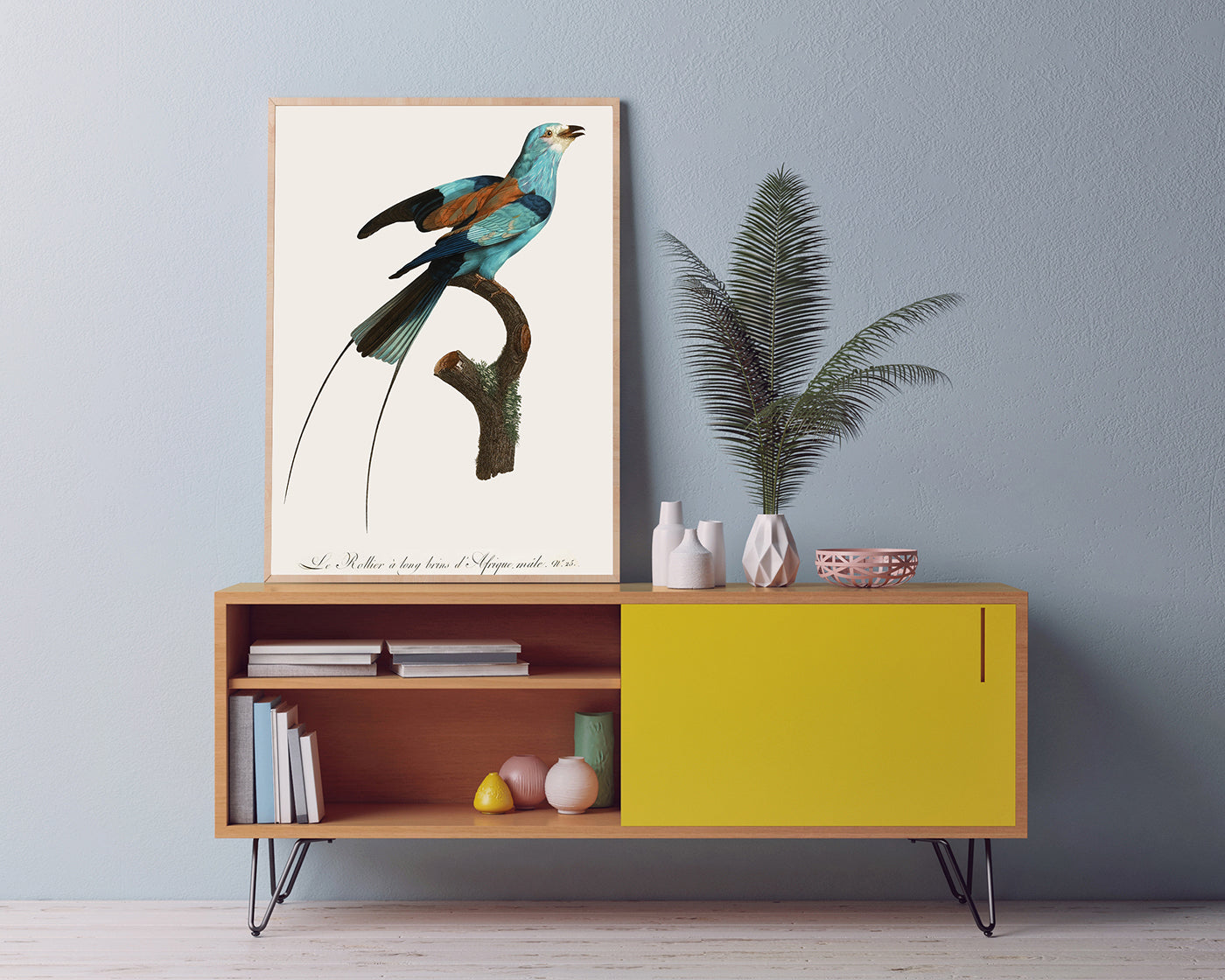 François Levaillant - Bunter Paradiesvogel