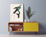 François Levaillant - Bunter Paradiesvogel