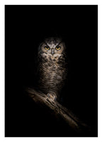 Eule auf schwarzem Hintergrund