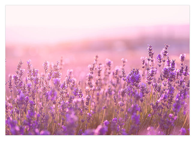 Flieder - Nahaufnahme Hover Image