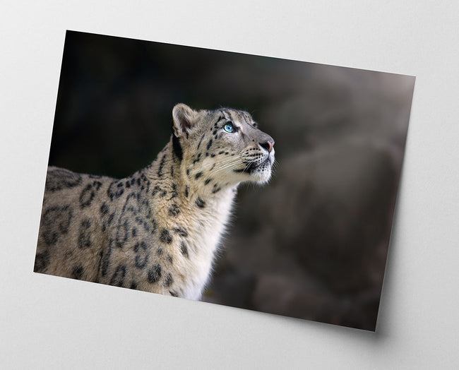 Schneeleopard Main Image