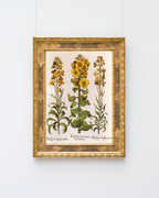 Flos Cheyri maximus Eystettensis