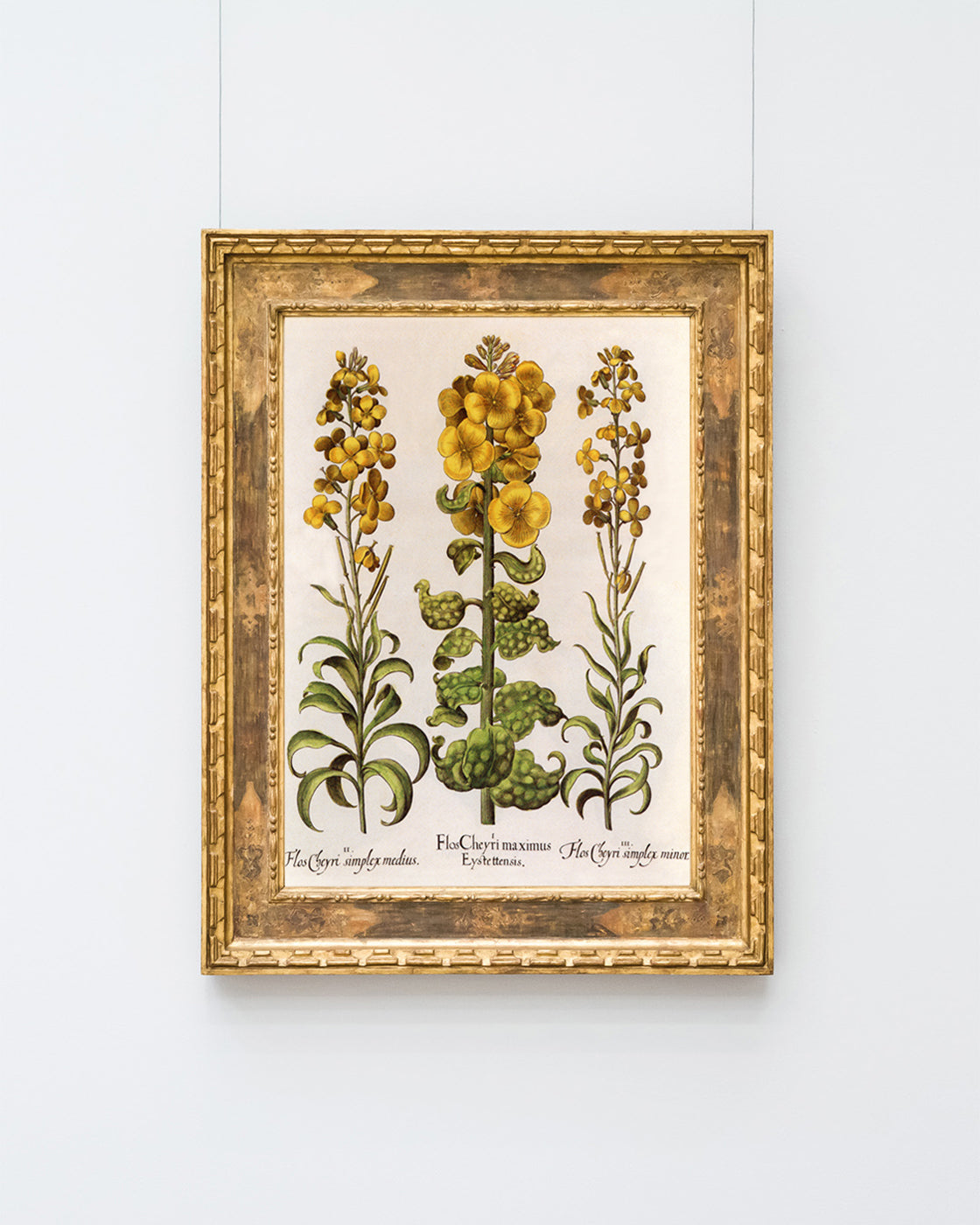 Flos Cheyri maximus Eystettensis