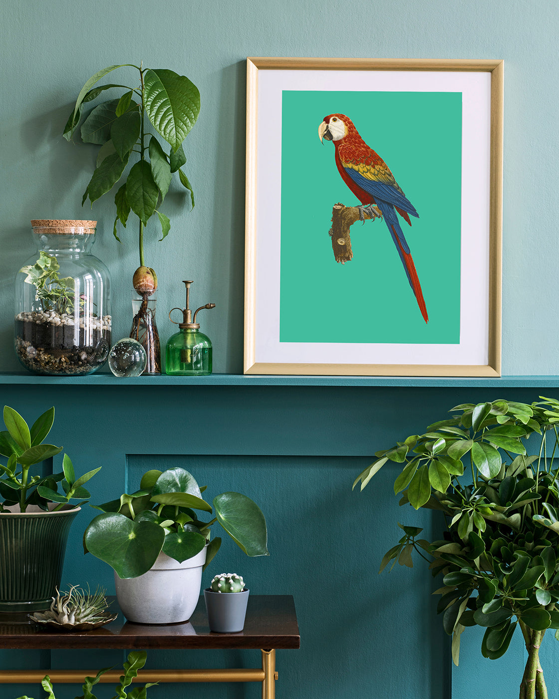 François Levaillant - Ara auf türkisem Hintergrund