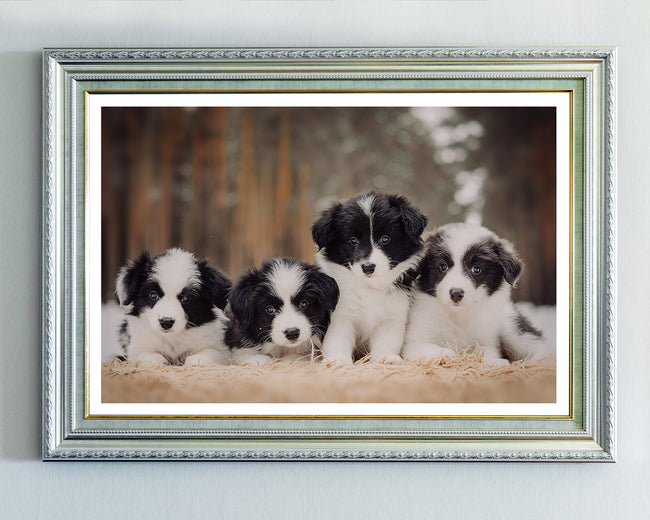 Süße Hundewelpen Main Image