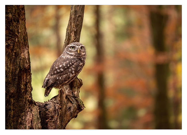 Eule im Wald Hover Image