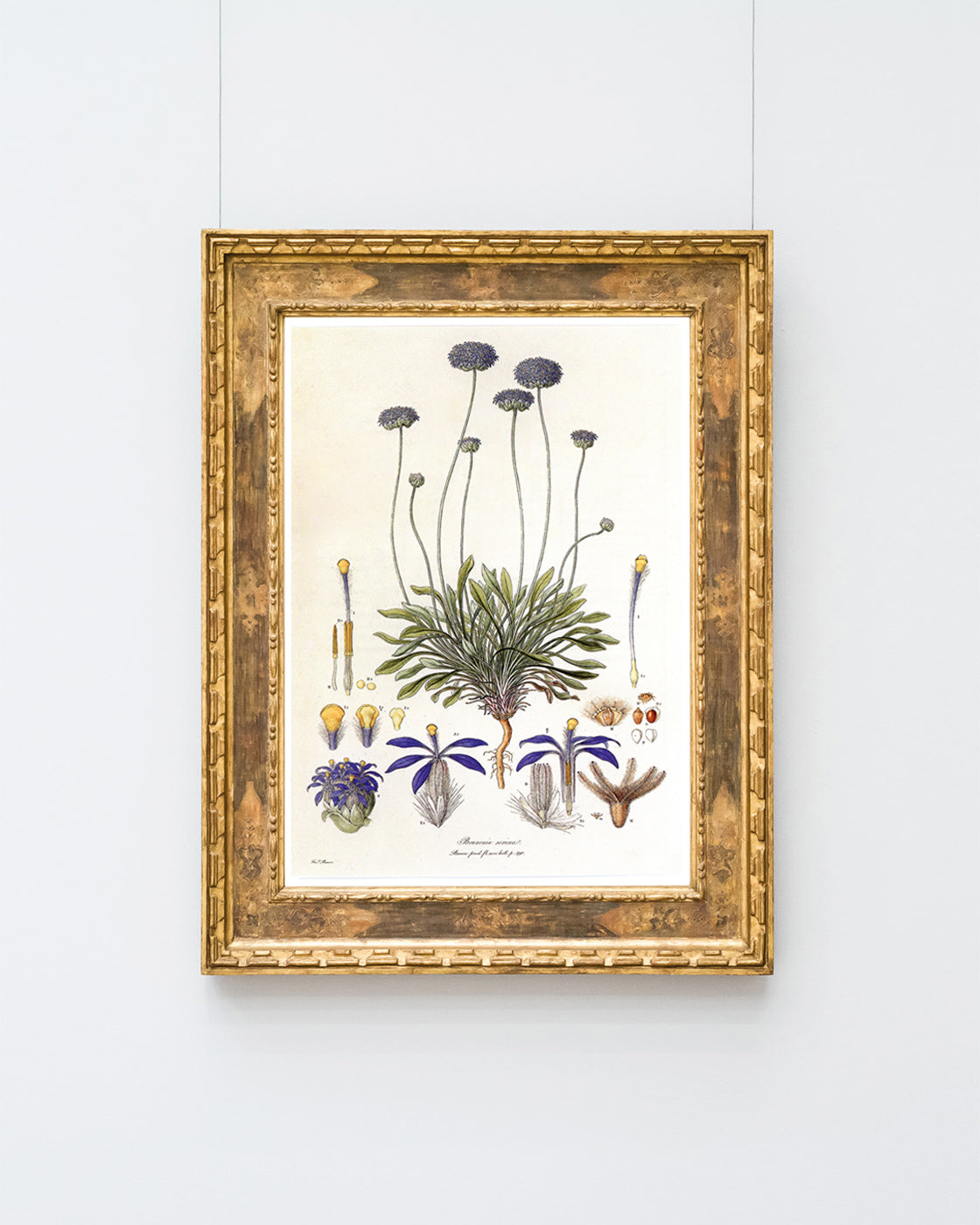 Brunonia Sericea - Lila Blüten