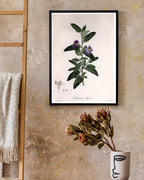 Pflanze mit lila Blüten