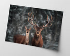 Hirsch-Paar im Winter
