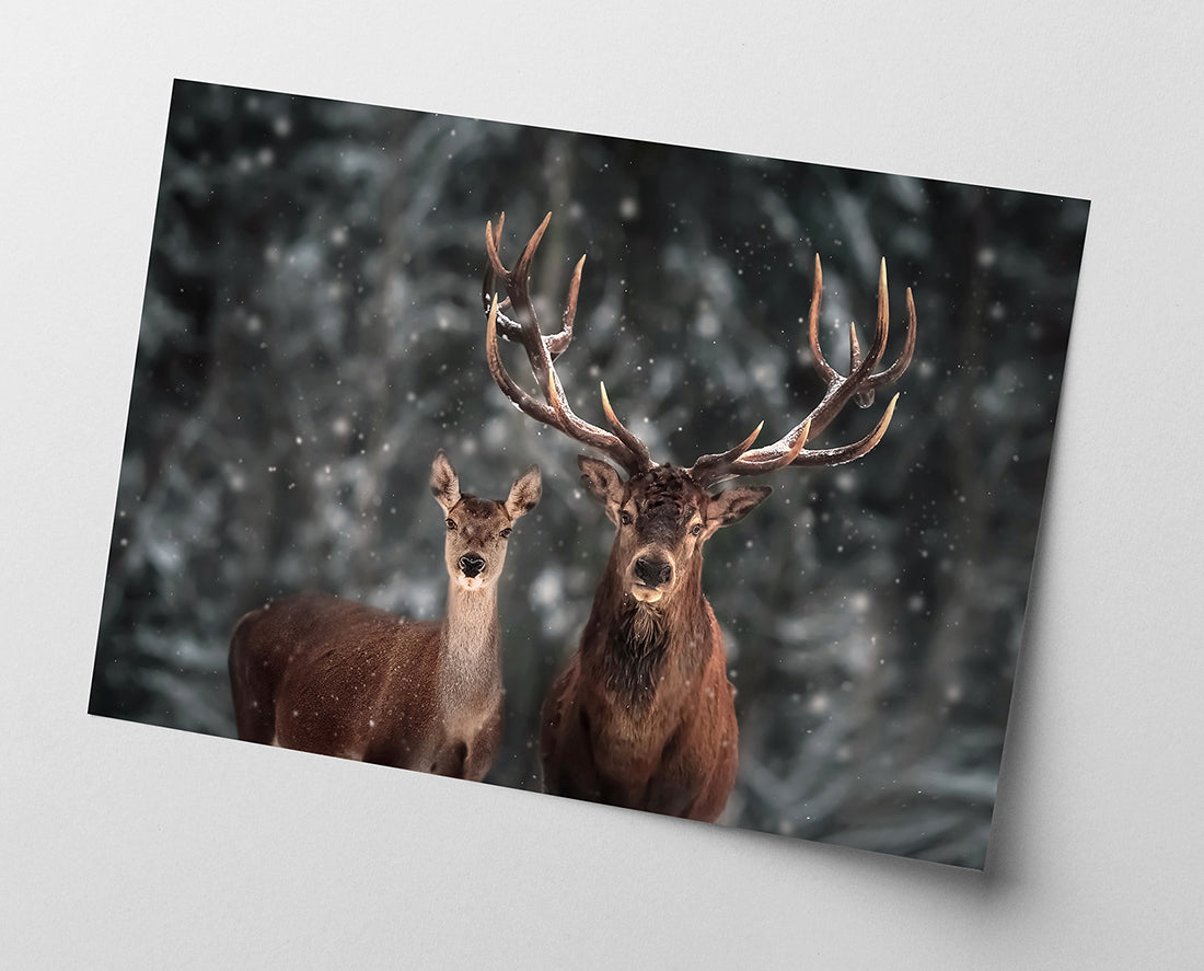 Hirsch-Paar im Winter