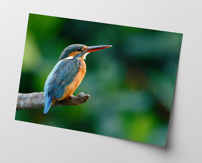 Eisvogel auf einem Ast Main Image