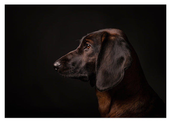 Bayerischer Gebirgsschweißhund - Jagdhund Hover Image