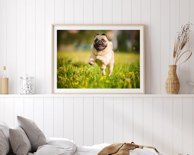 Rennender Mops Main Image