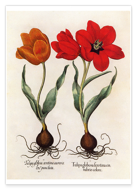 Rote Tulpen Hover Image