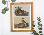John James Audubon - Kaninchen in der Wildnis