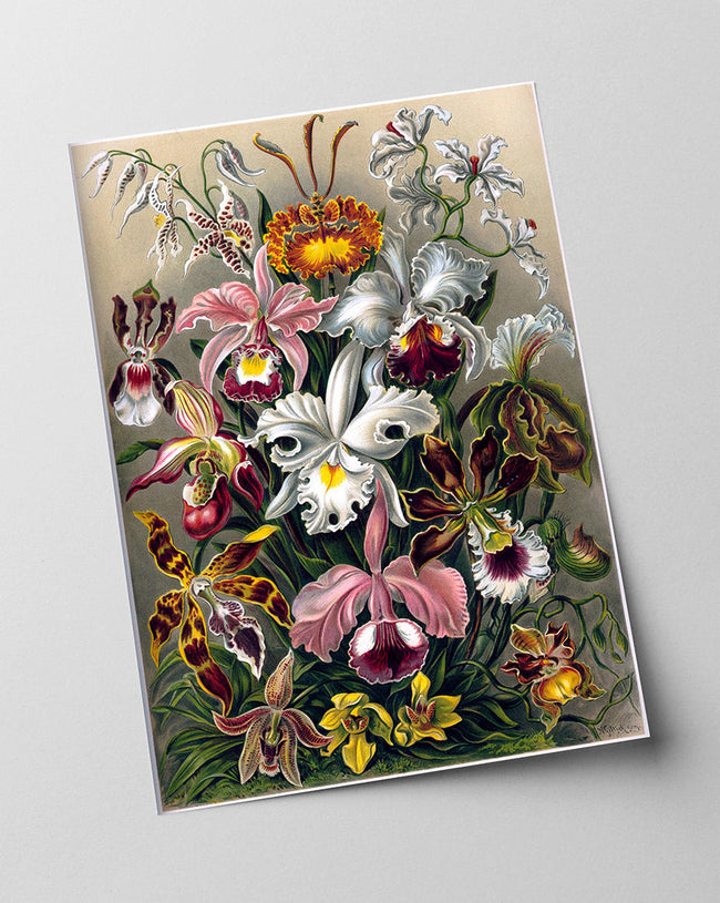 Ernst Haeckel - Blumen Main Image