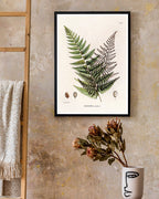 Polybotrya Osmundaceae - Zierpfeffer