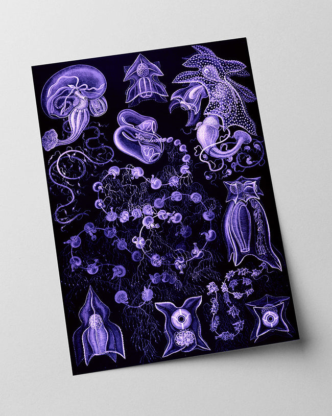 Ernst Haeckel - Kunstformen des Meeres in violett Main Image