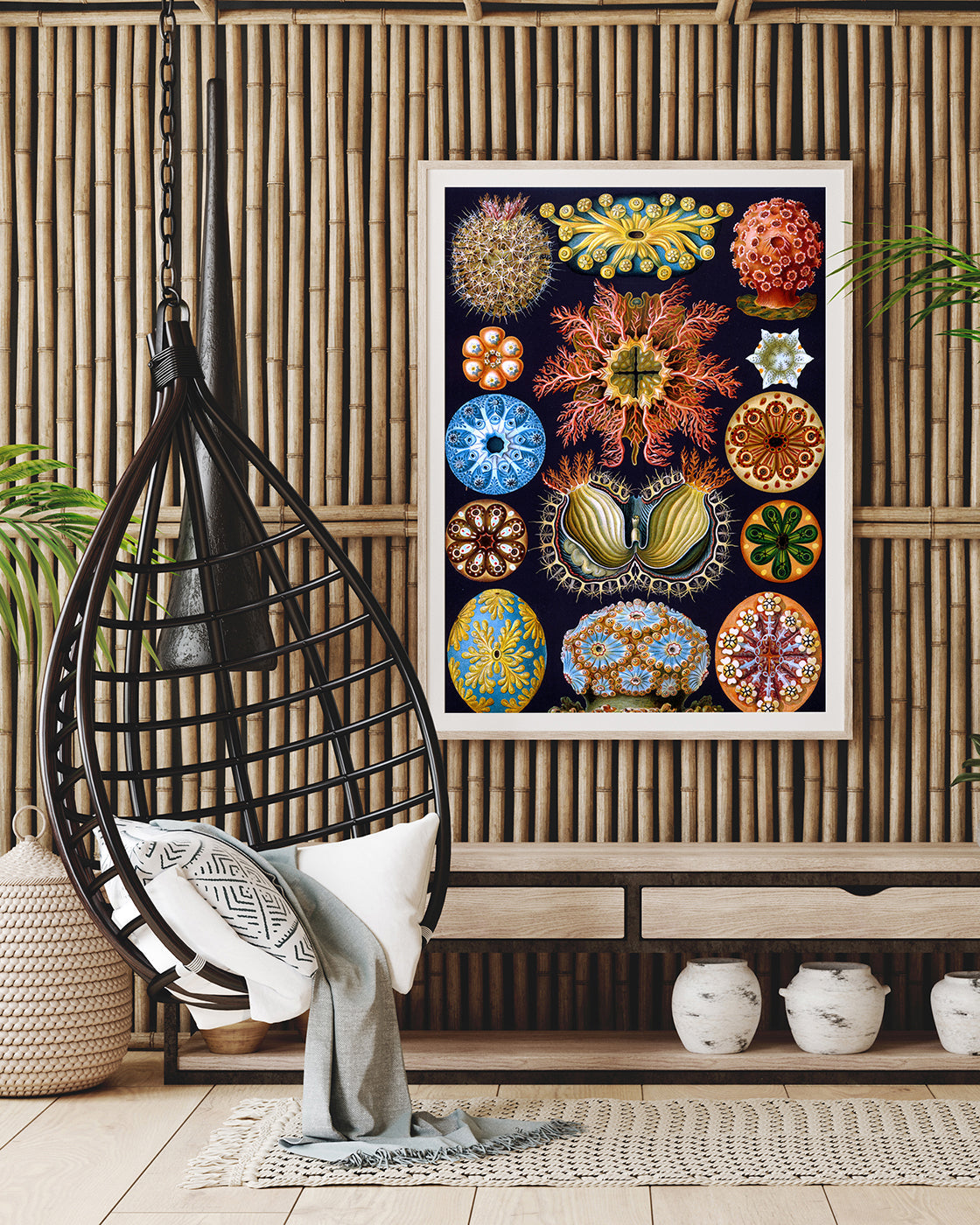 Ernst Haeckel - Ascidian