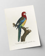 François Levaillant - Paradiesvogel