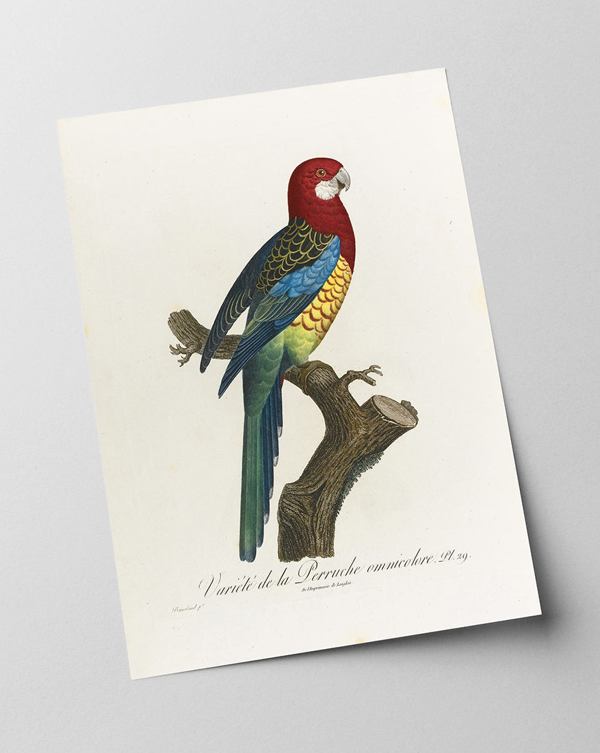 François Levaillant - Paradiesvogel