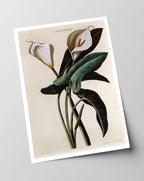 Zantedeschia Aethiopica - Weiße Lilie