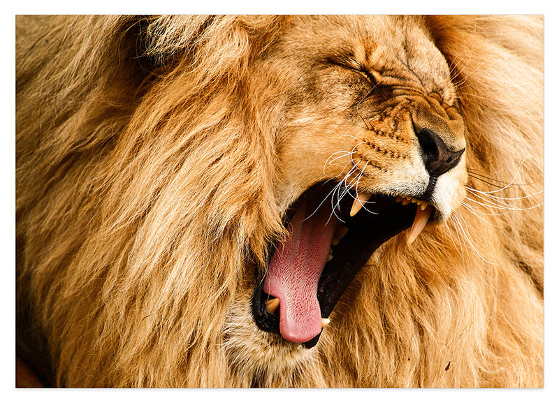 Gähnender Löwe