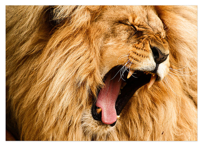 Gähnender Löwe Hover Image
