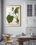 Funkia Cordata - Weiße Funkie