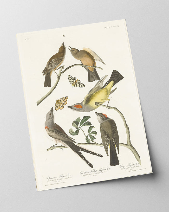 John James Audubon - Vögel auf Nahrungssuche Main Image