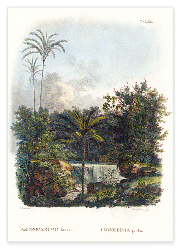 Astrocaryum - Dschungel Hover Image