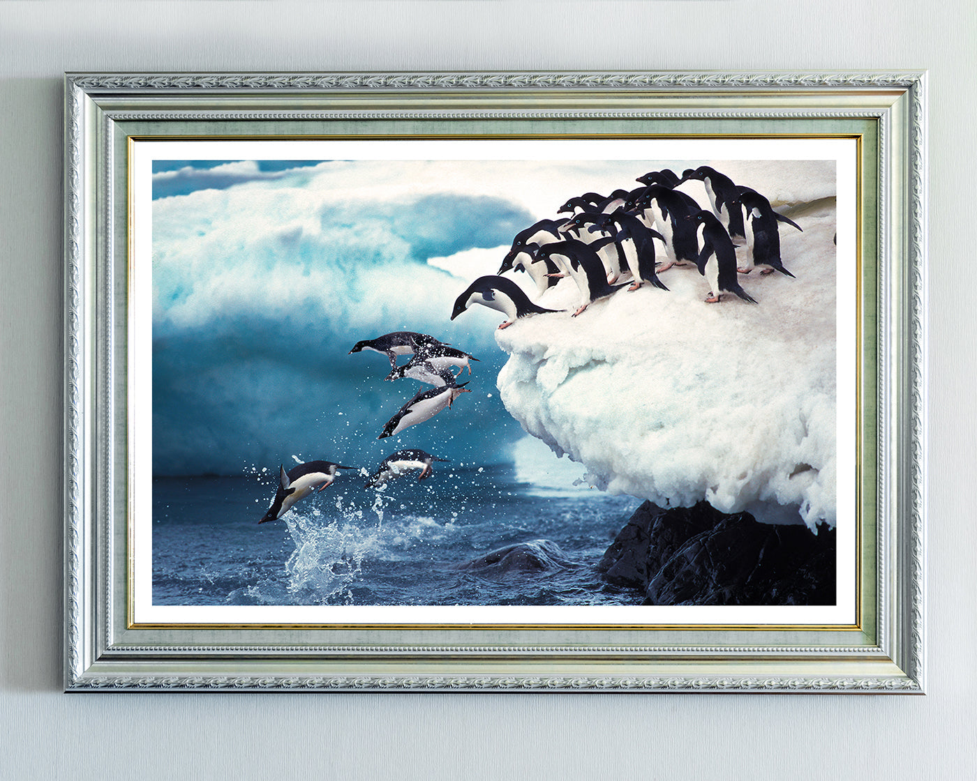 Pingune springen ins Wasser