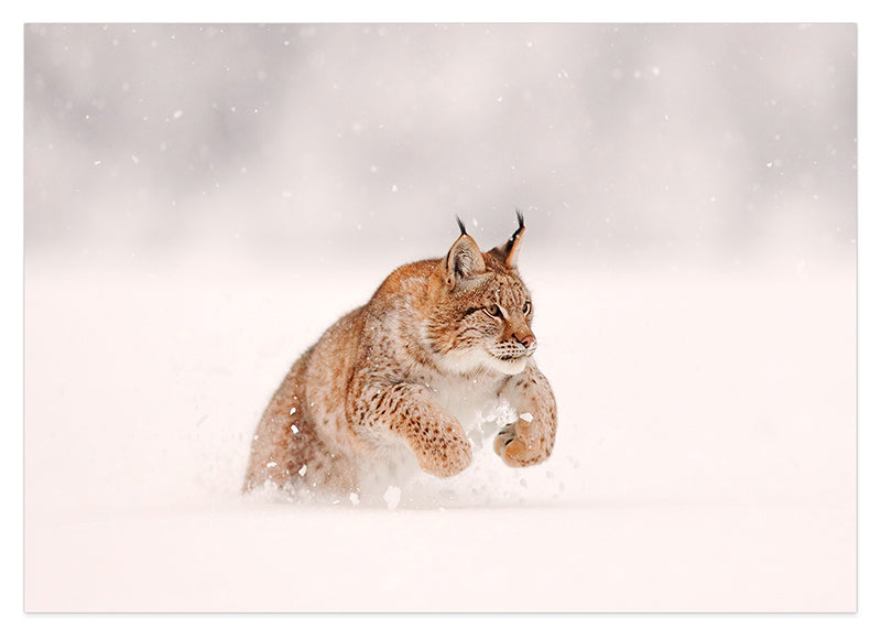 Springender Luchs im Schnee